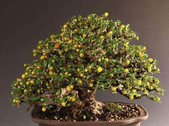 福建茶盆景的修剪与养护