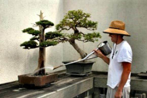 为什么盆景浇水需要数年才能学会?