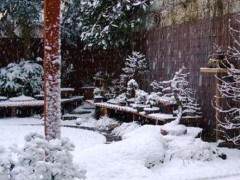 如何做好冬季盆景的养护工作