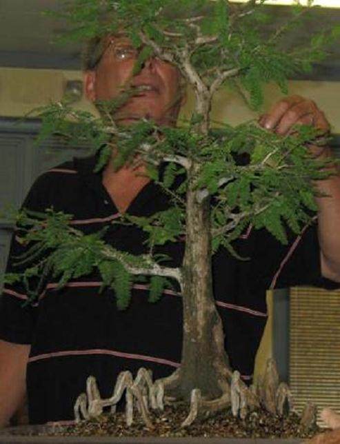 他的秃头柏树盆景