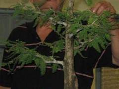 他的秃头柏树盆景