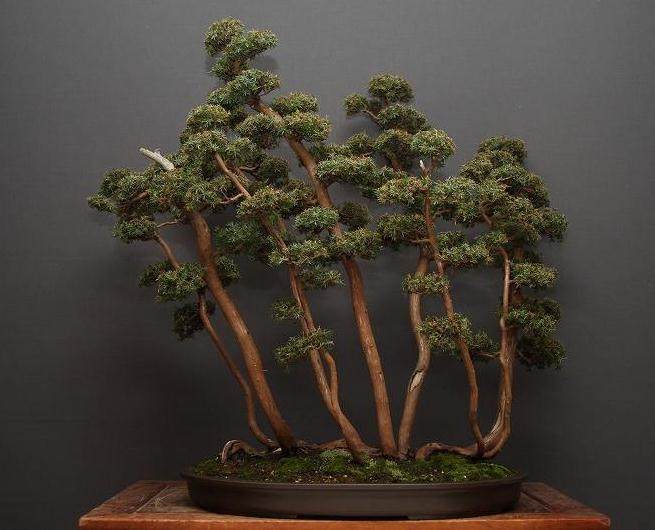 北京盆景协会年会在景山公园召开