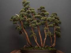 北京市盆景协会年会在景山公园召开