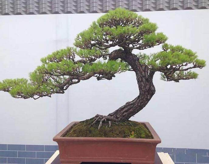 广西盆景艺术家协会在玉林召开第五届代表大会