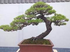 广西盆景艺术家协会在玉林召开第五届代表大会