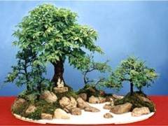 海口个别盆景农户年收入超过50万元