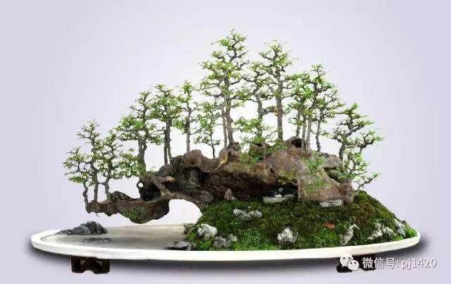 海南博兰盆景多次在国际大赛中获得重要奖项