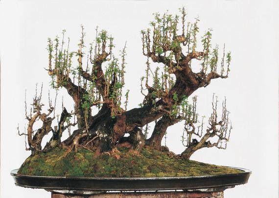 打响红掌、蝴蝶兰、凤梨、一品红以及岭南盆景的品牌