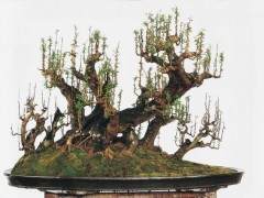 打响红掌蝴蝶兰凤梨一品红以及岭南盆景的品牌