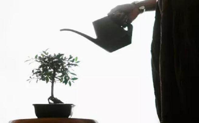 一起来看看夏季盆景浇水的4个禁忌吧