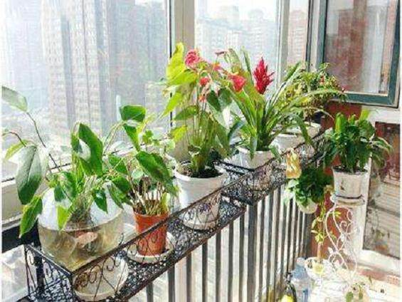 阳台盆景在夏季的修剪管理