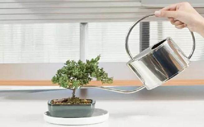 夏天盆景怎么浇水?看这4个技巧