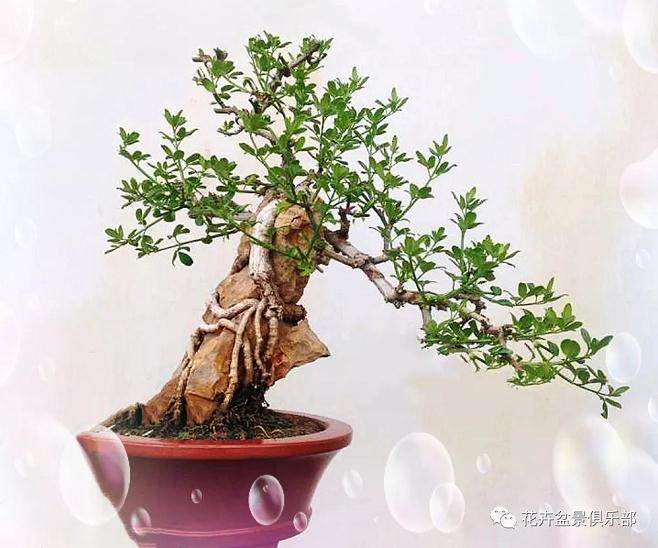 小品盆景的浇水养护与施肥