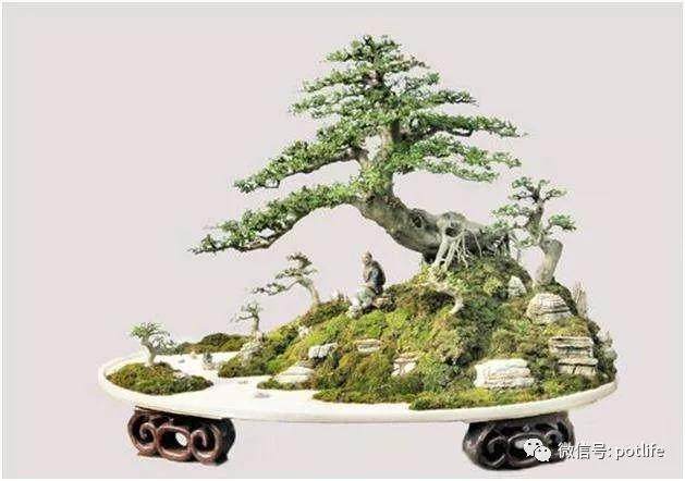 如何制作附石盆景?