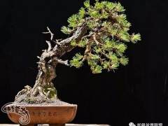 卖出好价钱的盆景就算好盆景？