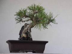 各地农业科技示范园要少一些得不偿失的盆景农业