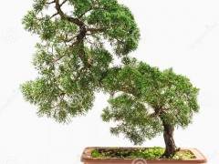 九三学社苏州市委呼吁 警惕农业科技示范盆景化