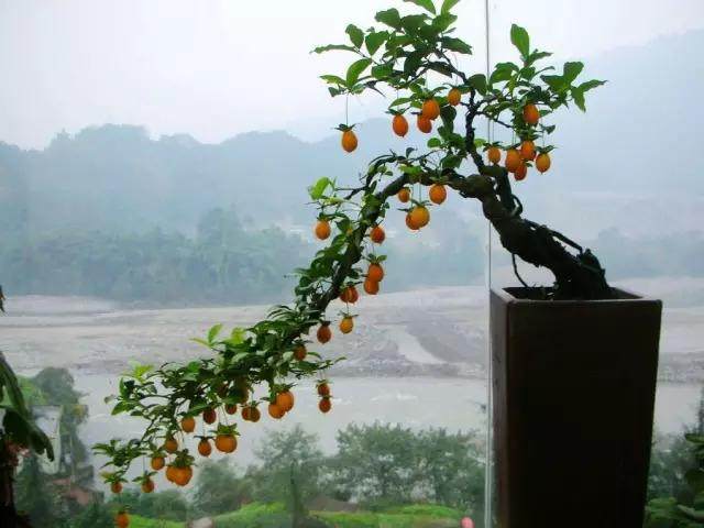 金弹子盆景的秋季管理养护措施