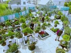 盆景园的概念及分类