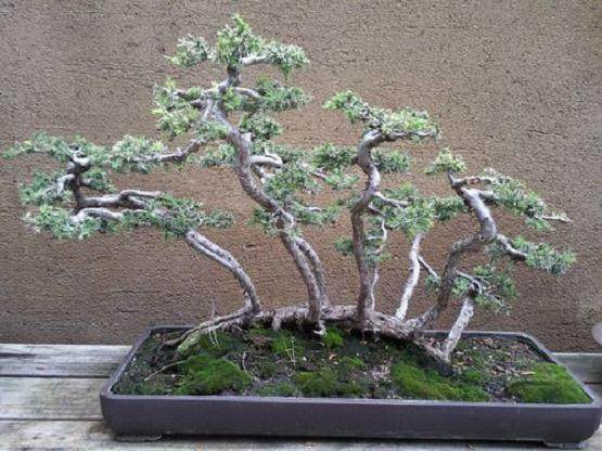 对这两个盆景玛丽的困惑经常发生