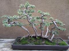 对这两个盆景玛丽的困惑经常发生