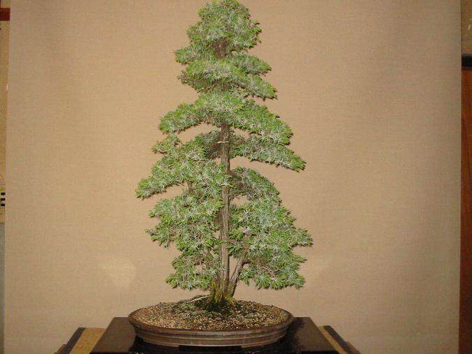 2010年盆景社团会议在佛罗里达州奥兰多举行