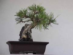 与盆景有关的东方艺术形式多种多样