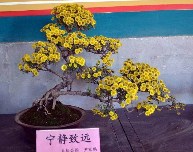 菊花盆景俱乐部的项目