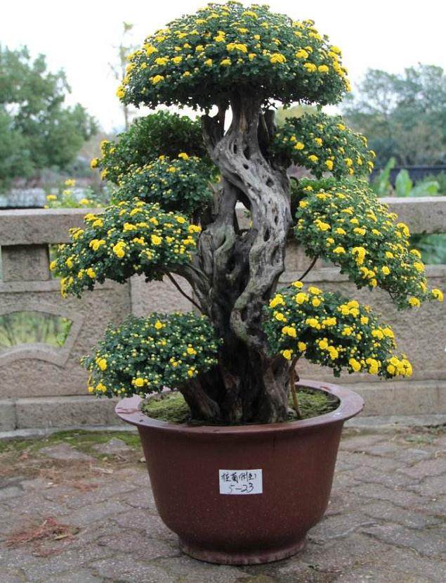 菊花盆景俱乐部的项目