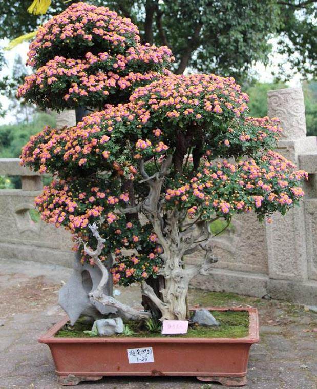 菊花盆景板坯的种植方法