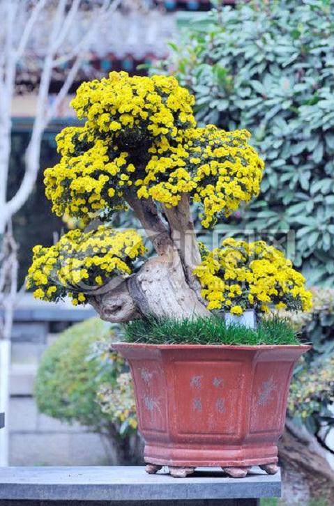 菊花盆景板坯的种植方法