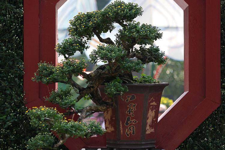 我多年种植盆景树让我意识到自然界中的许多事物