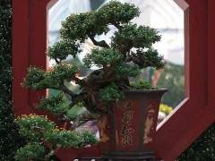 我多年种植盆景树让我意识到自然界中的许多事物