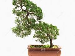 没有采取足够的盆景树图片是我早期盆景年的最大遗憾