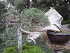 中国盆景树在冬天的轮廓