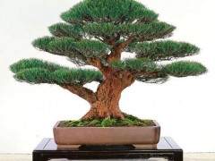 我要检查我所有的盆景是否遭遇田鼠的伤害