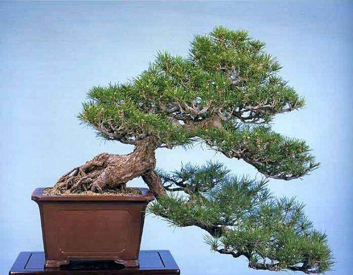 约翰卡拉威在黑松树盆景树上工作