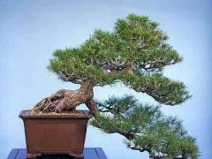 约翰卡拉威在黑松树盆景树上工作