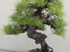 并非所有潜在的盆景科目都是显而易见的