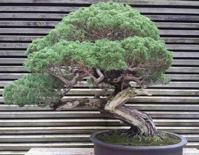 他在佛罗里达州盆景社会大会上展示的独特盆景