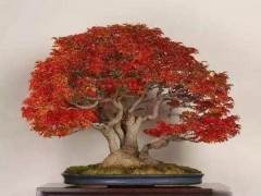 一个好的盆景的目标是创造年龄的外观