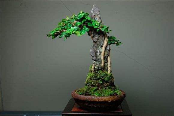 在所有尺寸中 微型盆景是最具挑战性的