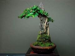 在所有尺寸中 微型盆景是最具挑战性的