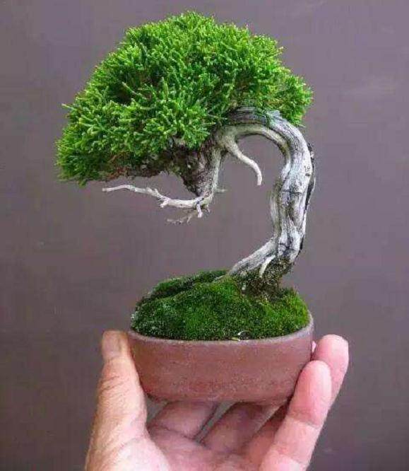 有两种盆景技术 称为jin和shari 可盆景看起来更老