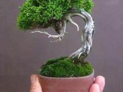 有两种盆景技术 称为jin和shari 可盆景看起来更老