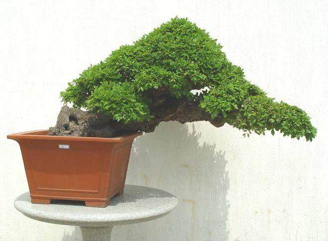 在盆子中种植盆景会减缓增稠过程