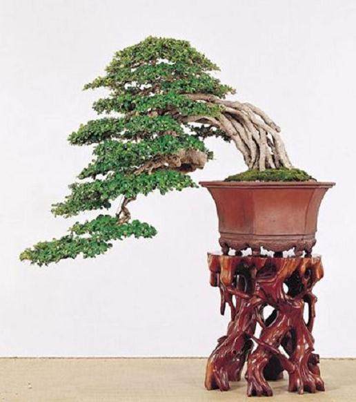 有时 制作盆景树花可能是一个挑战