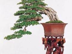 有时 制作盆景树花可能是一个挑战