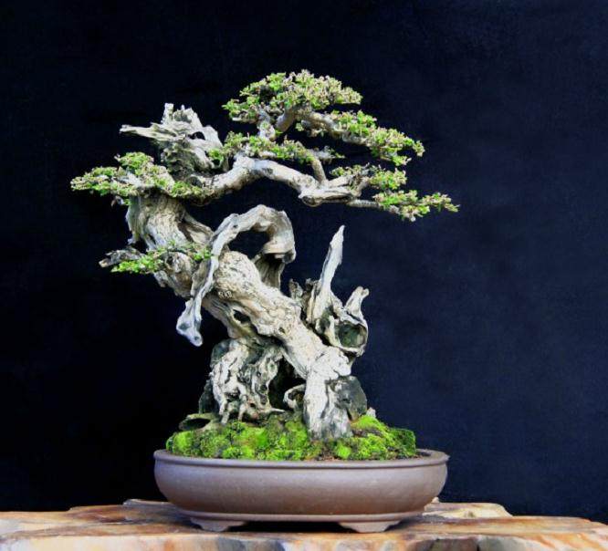 印度尼西亚盆景艺术家罗伯特史蒂文