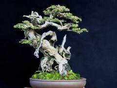 印度尼西亚盆景艺术家罗伯特史蒂文